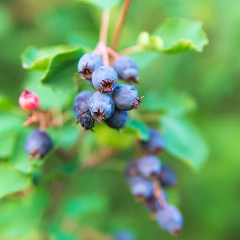 Edible Landscaping with Red Currant Bushes and Serviceberry Trees: The Benefits of Incorporating Fruit-Bearing Plants into Your Garden