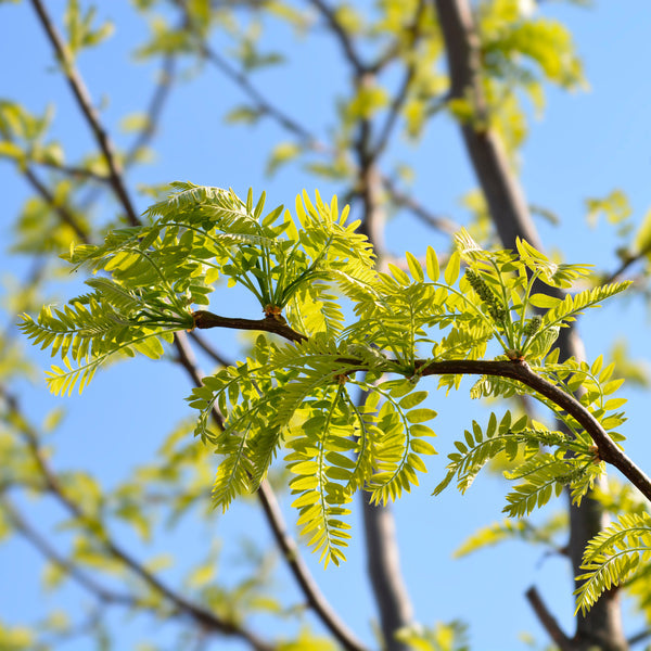 Maximizing Your Garden: The Ideal Size of Honey Locust Trees