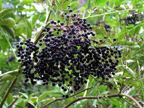 The Beauty and Benefits of American Elderberry (Sambucus nigra L. ssp. canadensis)