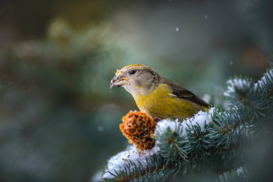 Grow Lush Pines: Ultimate Guide to Planting Pine Tree Seeds