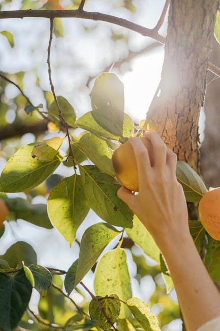 Grow Your Own Persimmon Tree: Sweet Success Tips!