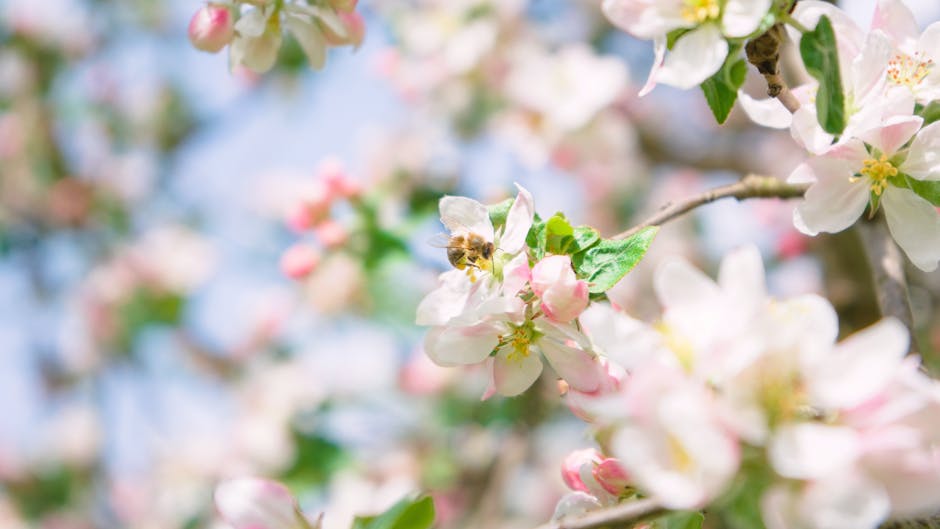 Can Cherry Trees Cross-Pollinate with Apple Trees? Unveiled!