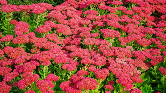 Top 10 Pollinator-Friendly Plants to Boost Your Garden!