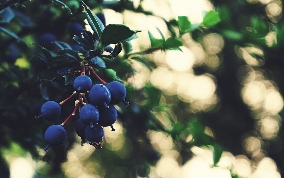 Grow Your Own Mulberries: Top Tips for Planting Mulberry Trees