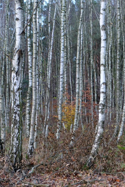 Unveiling the Charm of Betula Papyrifera: Nature's Marvel