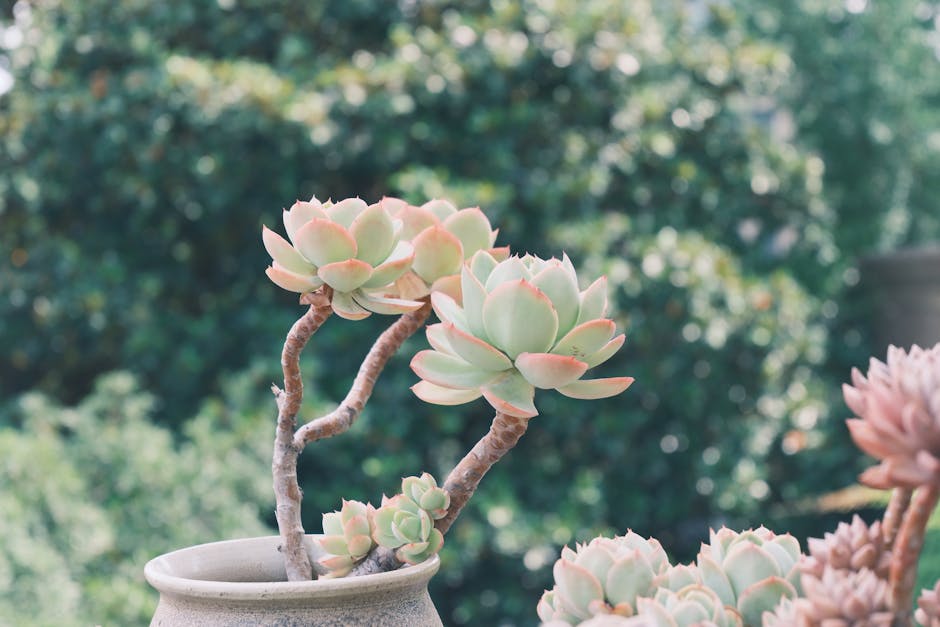 Thrive in Dry Climates: Top Drought-Resistant Landscaping Tips