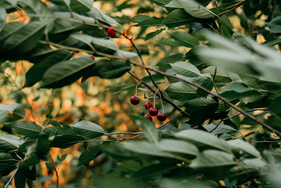 Grow Your Garden: 5 Essential Tips for Thriving Cherry Trees