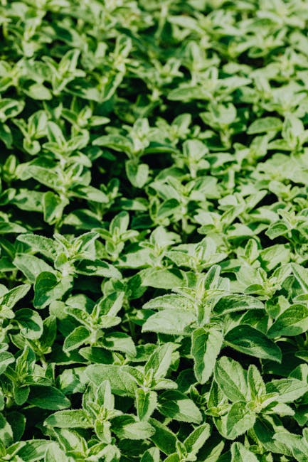Grow Once, Harvest for Years: The Top Perennial Vegetables