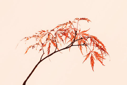 Master Growing Red Japanese Maples: Tips for Thriving Trees!