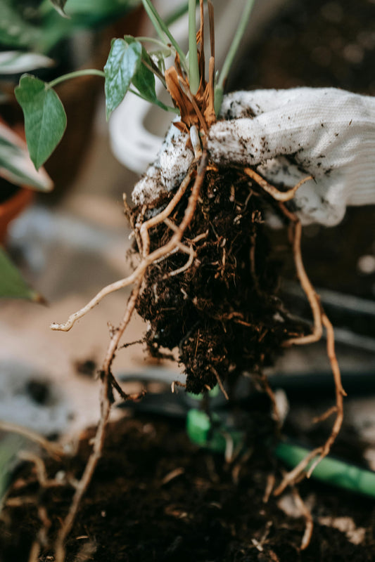 Unlock the Secrets of Bare Root Plants: A Beginner’s Guide