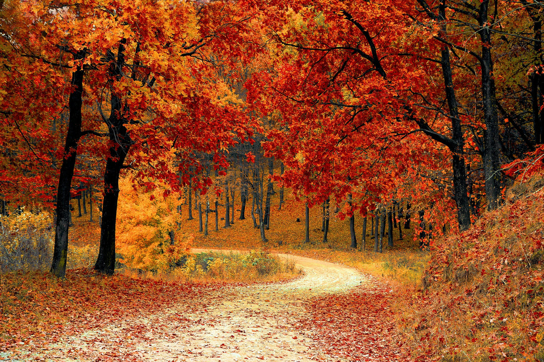 Why Fall Is the Best Time to Plant Trees