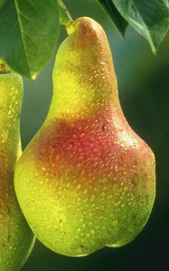 A Guide to Caring for Your European Pear Tree (Pyrus communis)