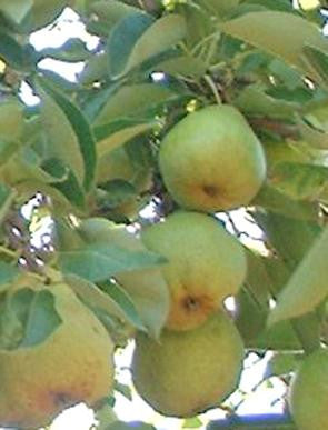 Pear Trees