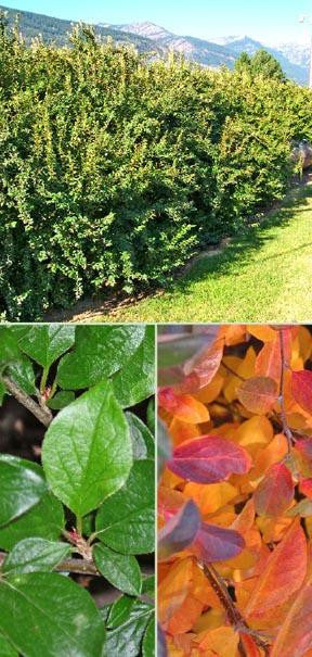 Fast Growing Hedges