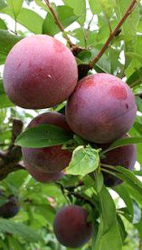 Plum Trees