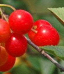 Cherry Trees