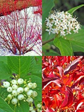 Fast Growing Shrubs