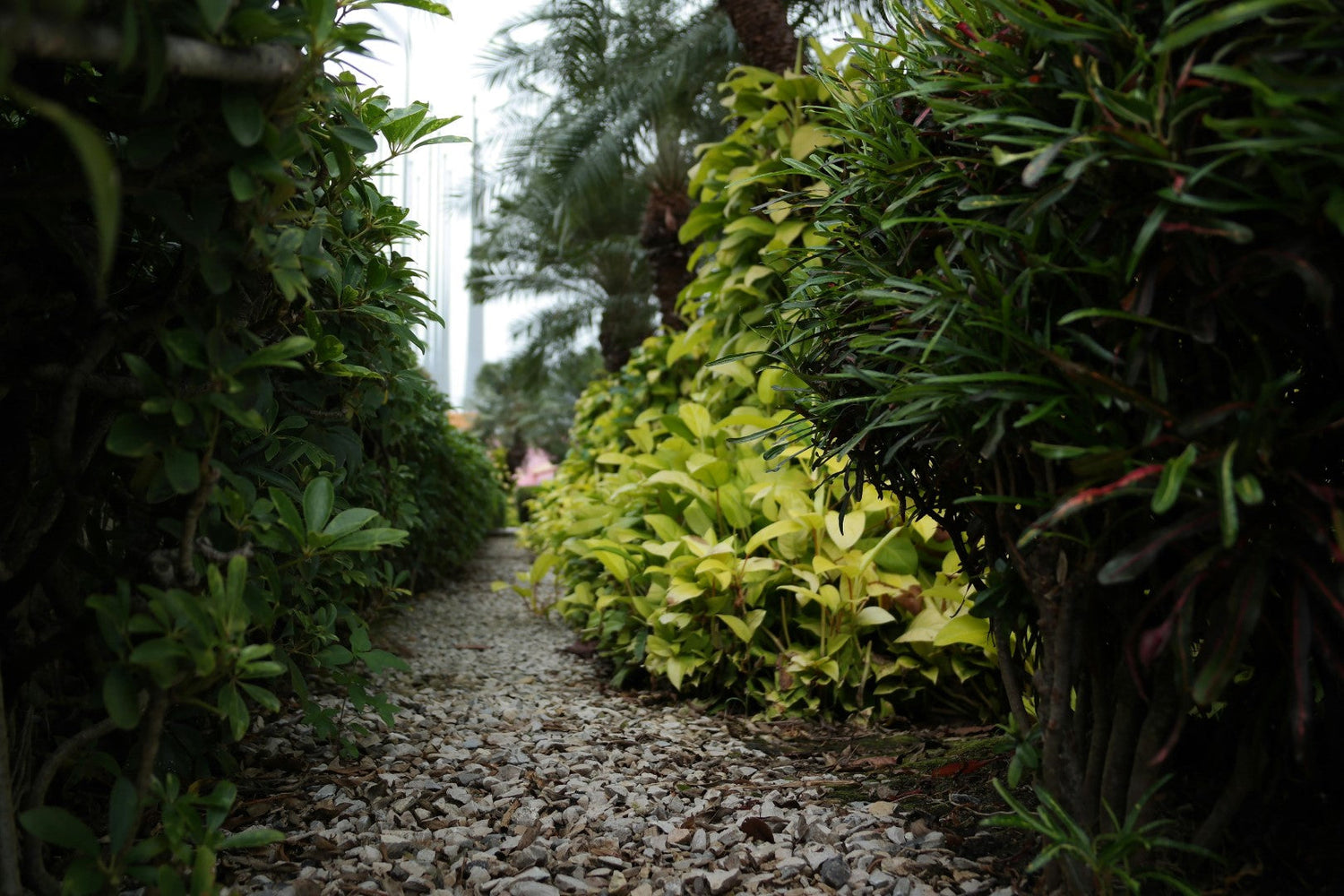 Shrubs & Bushes