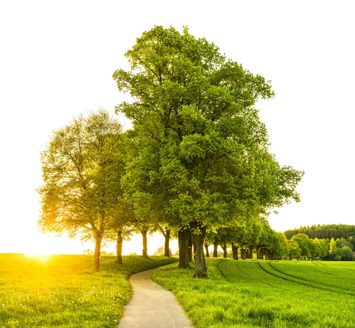 Trees