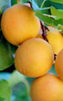 Apricot Trees