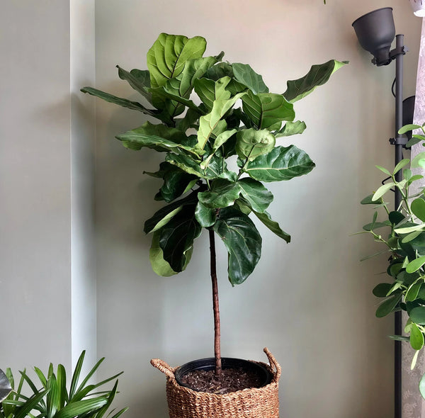 Ficus Lyrata 'Fiddle Leaf Fig' Column - Large Floor Plant