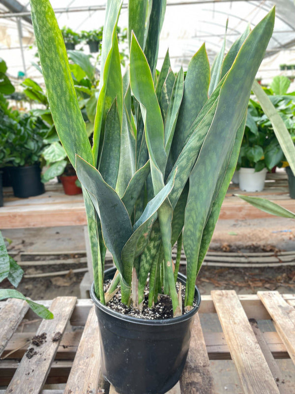 Snake Plant 'Silver Queen' - 10" Pot