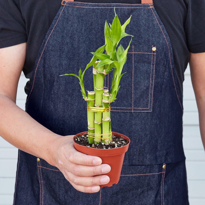 order lucky bamboo Dracaena 'Lucky Bamboo' – Northern Ridge Nursery