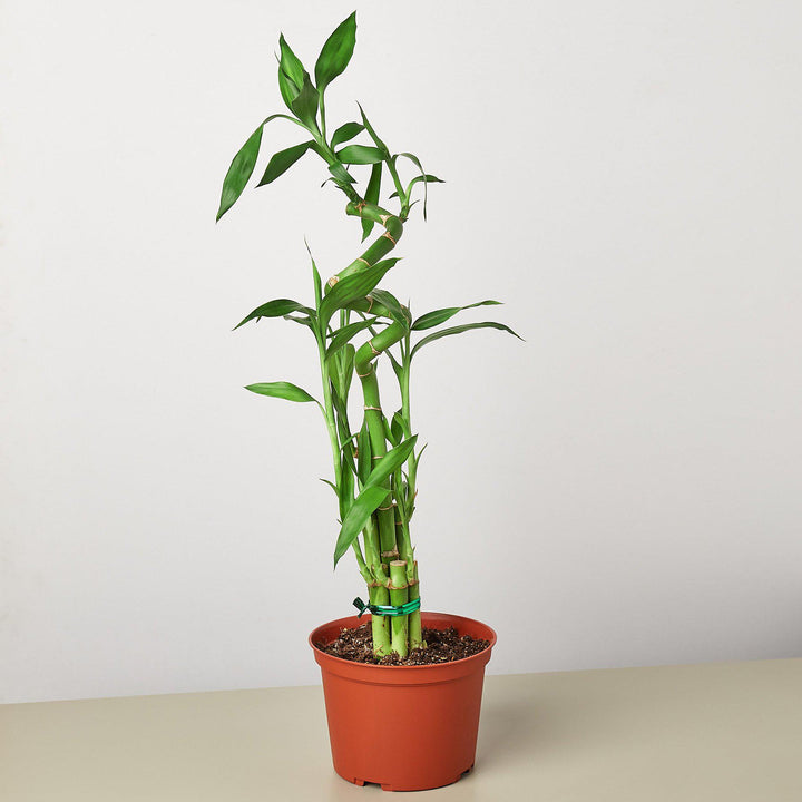 order lucky bamboo Dracaena 'Lucky Bamboo' – Northern Ridge Nursery