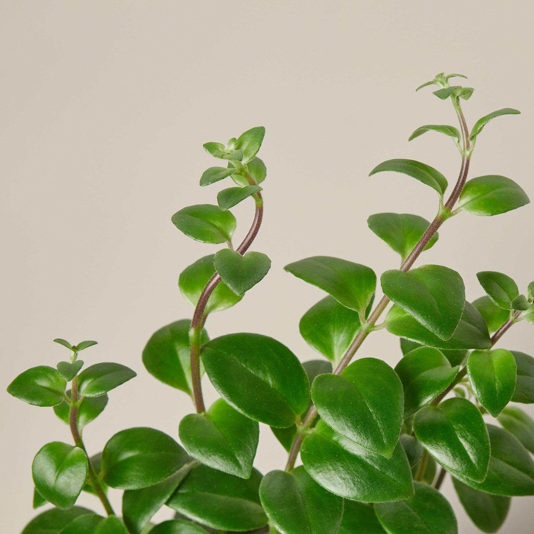 Northern Ridge Nursery Lipstick Plant - Thumbnail 4