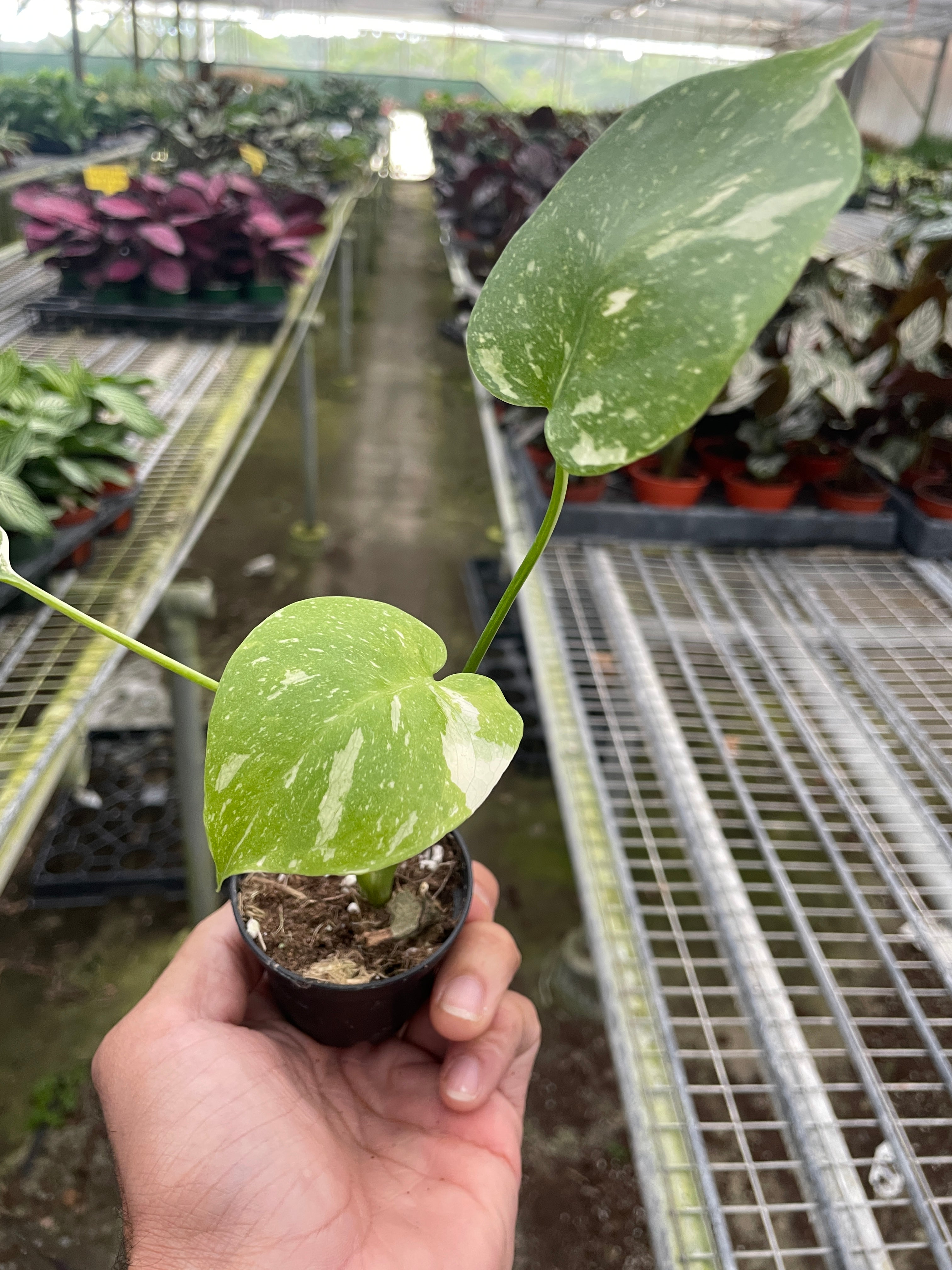 Monstera 'Thai Constellation' – Northern Ridge Nursery