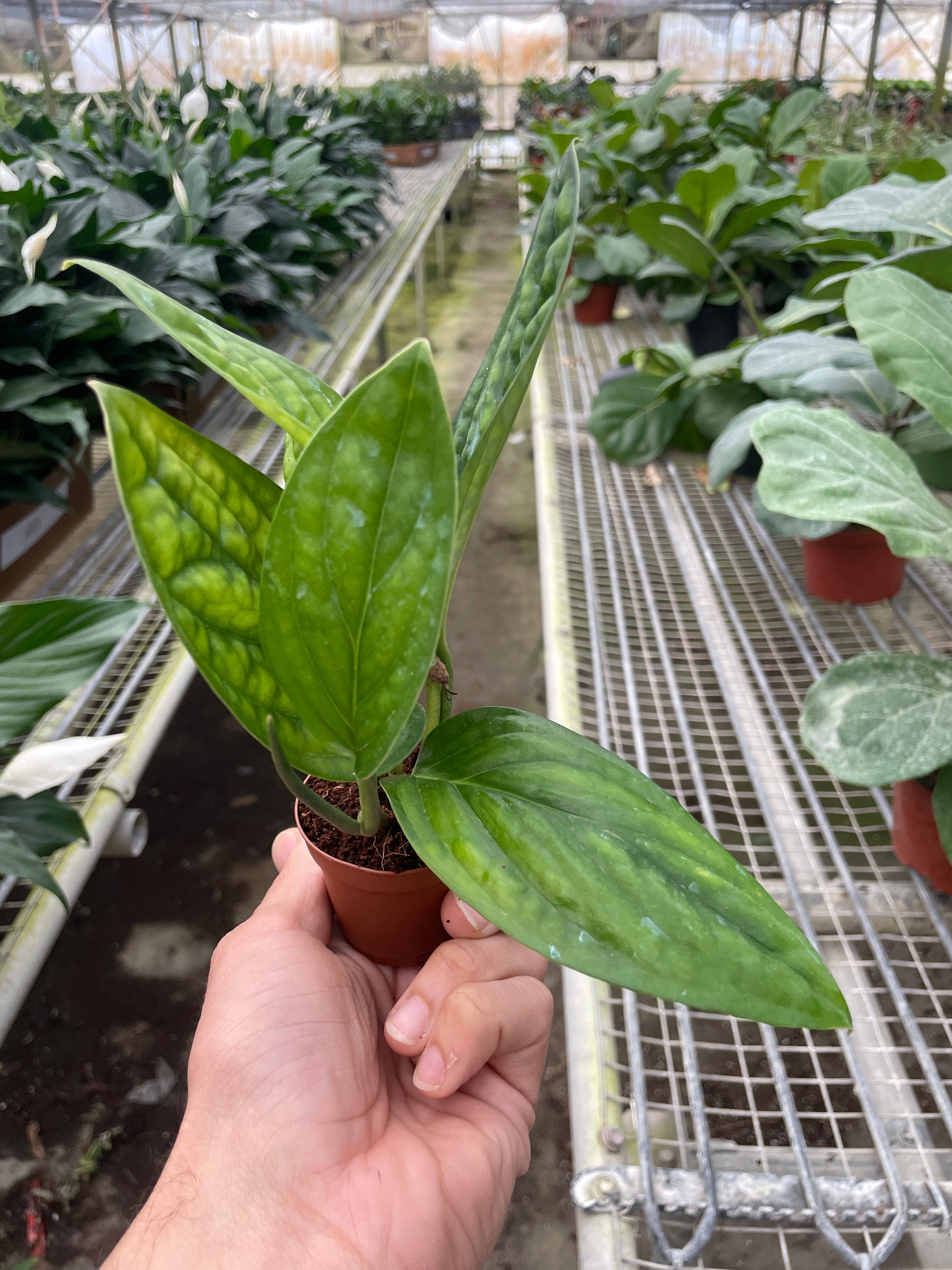Monstera 'Peru' – Northern Ridge Nursery
