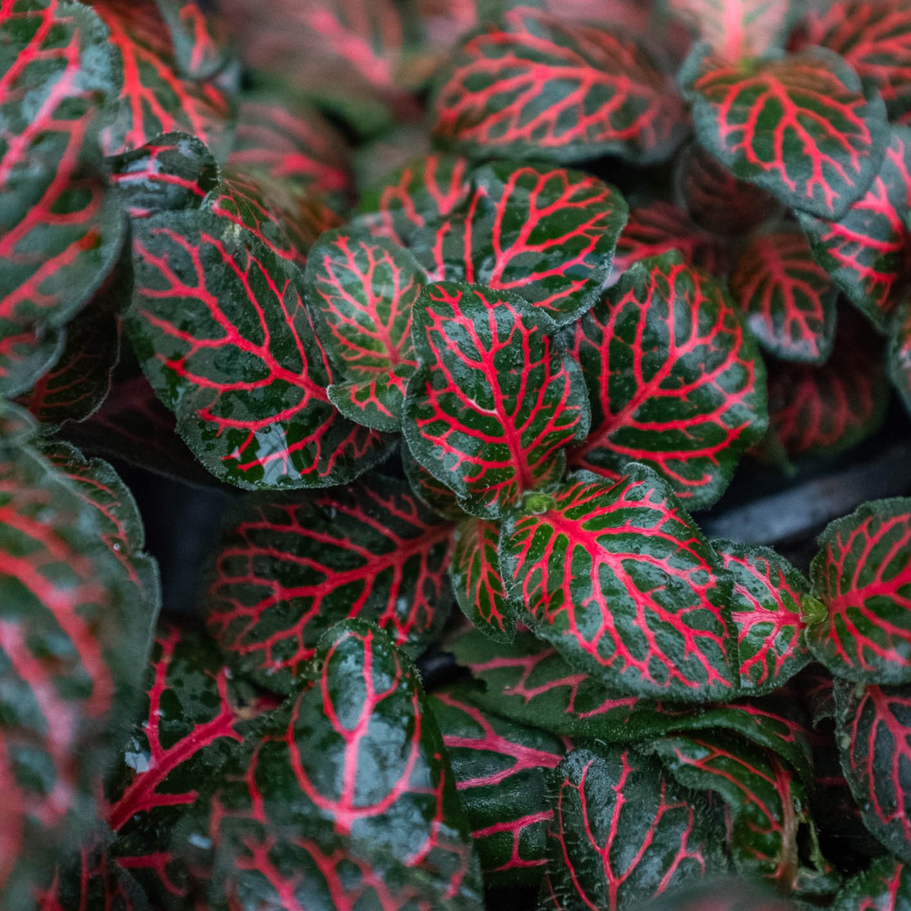 Northern Ridge Nursery Fittonia - Thumbnail 2