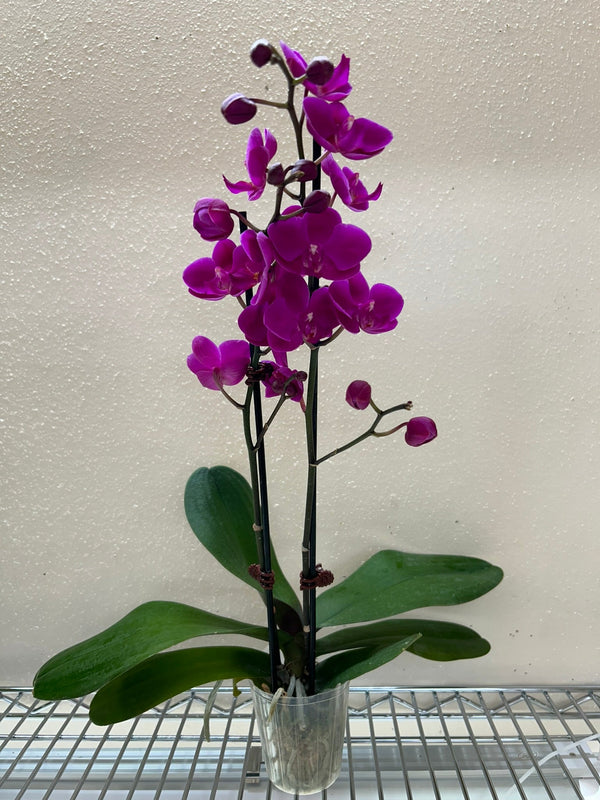 Orchid 'Purple''