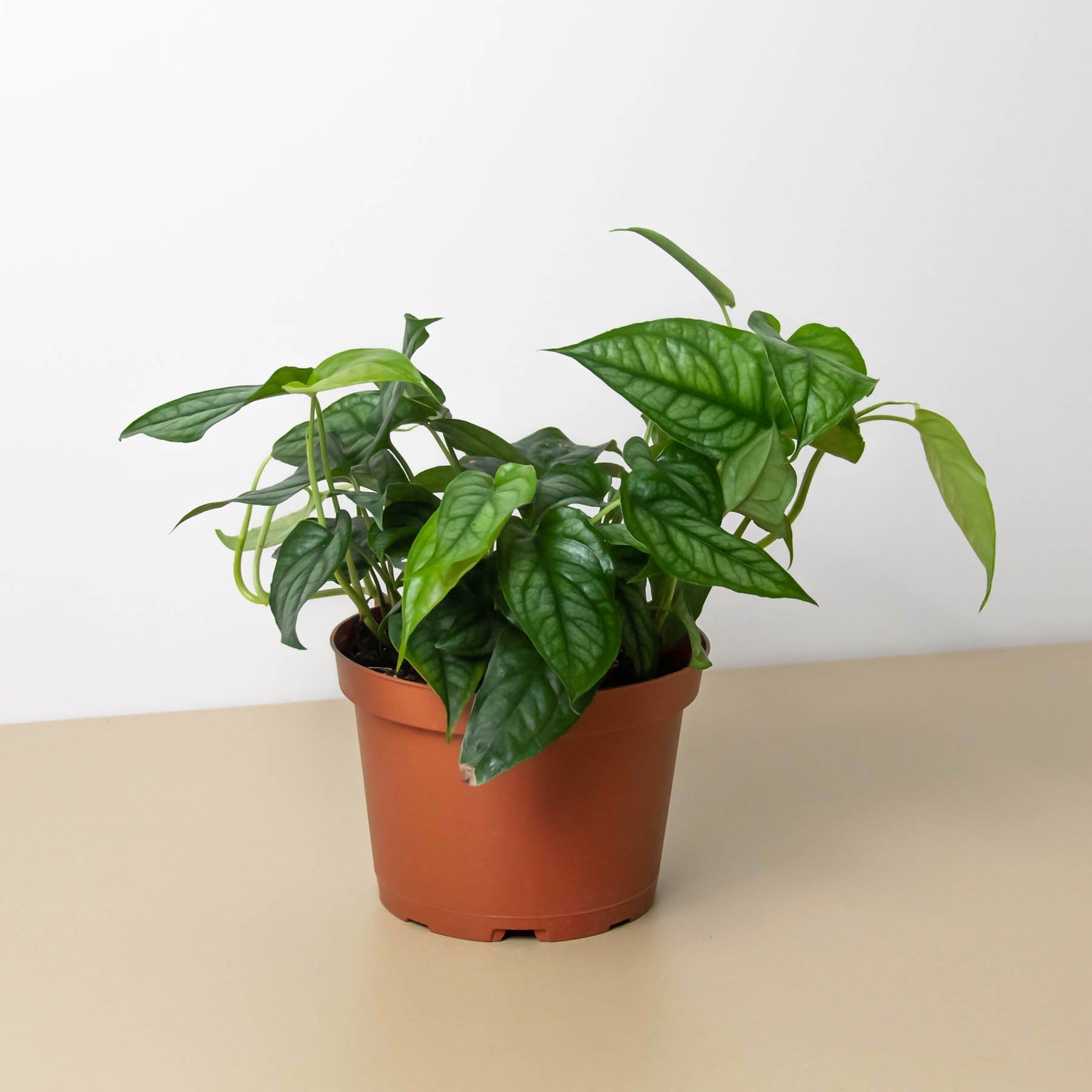 Monstera 'Siltepecana' – Northern Ridge Nursery