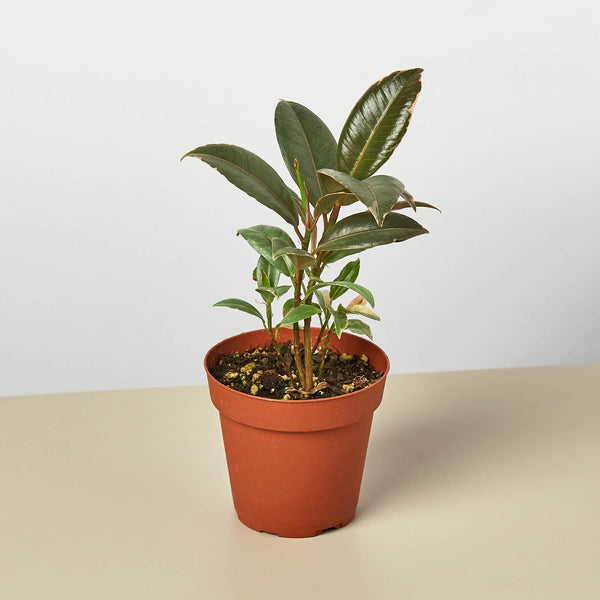 Ficus Elastica 'Tineke'