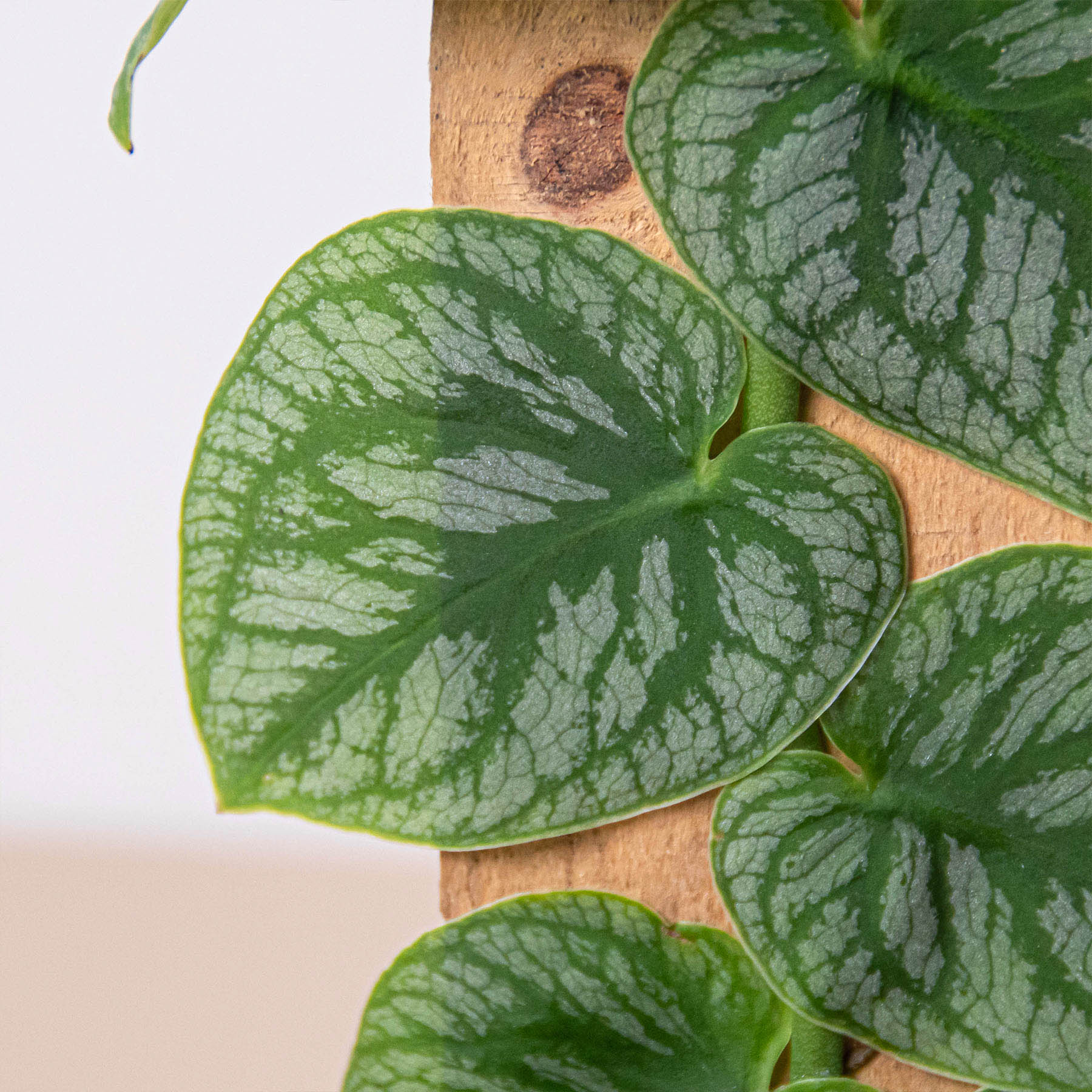 Monstera 'Dubia' (Shingle Plant) – Northern Ridge Nursery