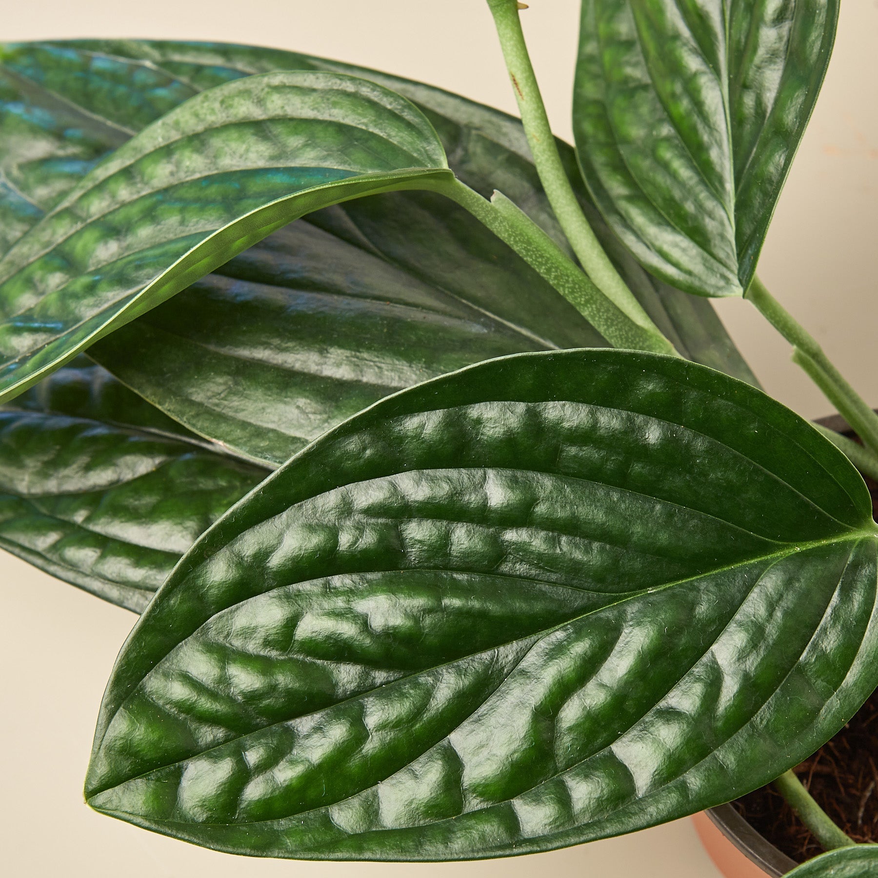 Monstera 'Peru' – Northern Ridge Nursery