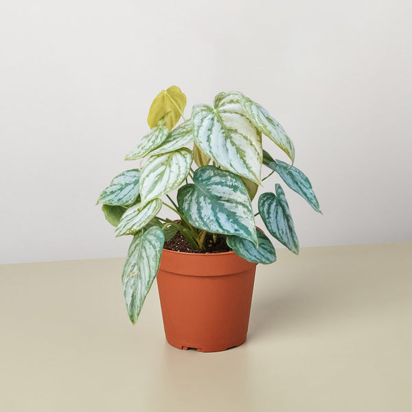 Philodendron 'Brandi'