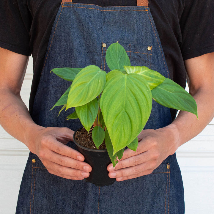 philodendron nangaritense vs fuzzy petiole Philodendron 'Fuzzy Petiole' – Northern Ridge Nursery