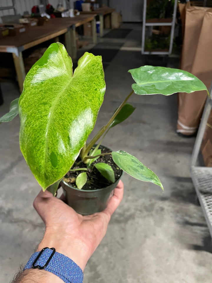 philodendron marina ruy barbosa Philodendron 'Paraiso Verde' – Northern Ridge Nursery