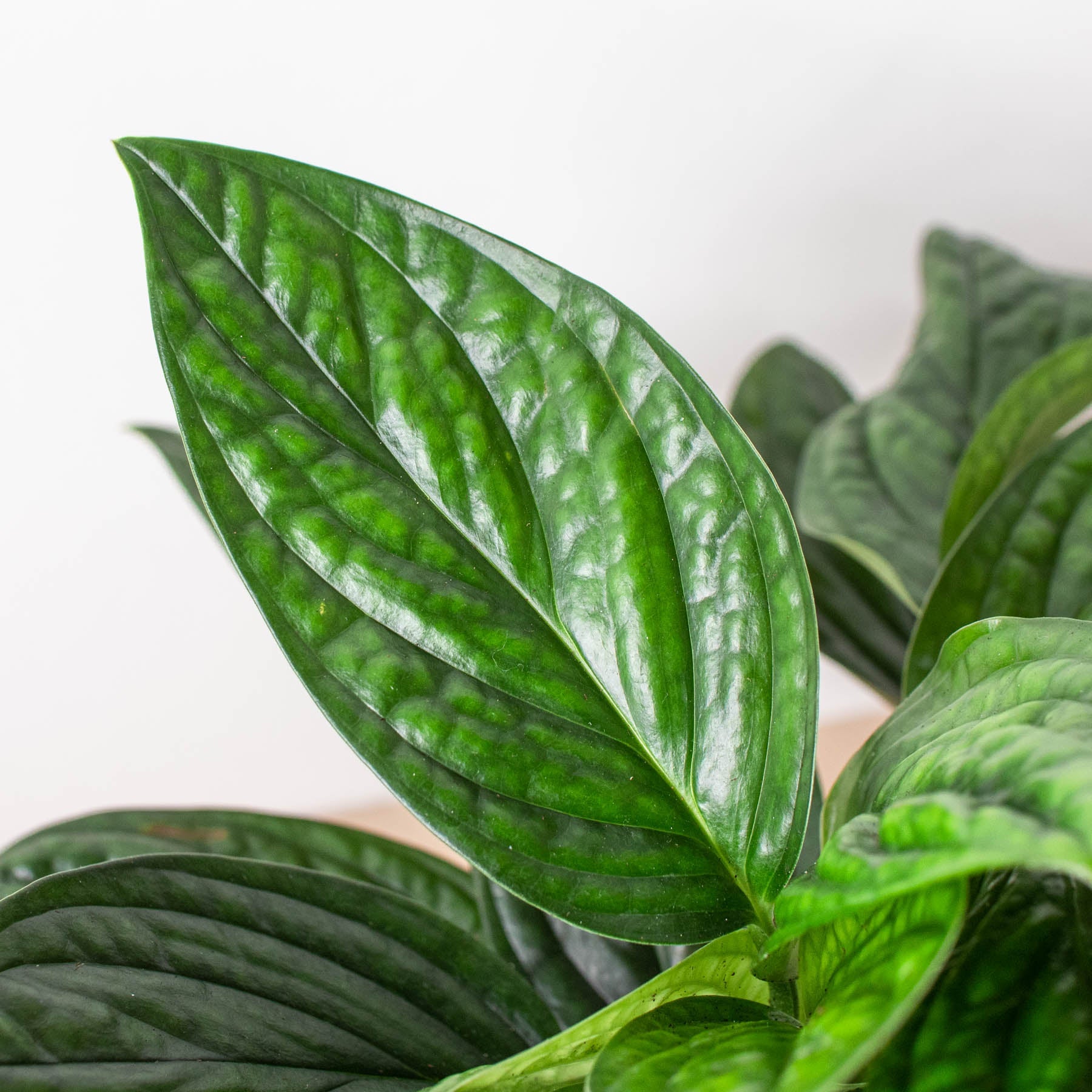 Monstera 'Peru' – Northern Ridge Nursery