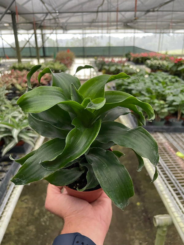 Dracaena 'Twister'