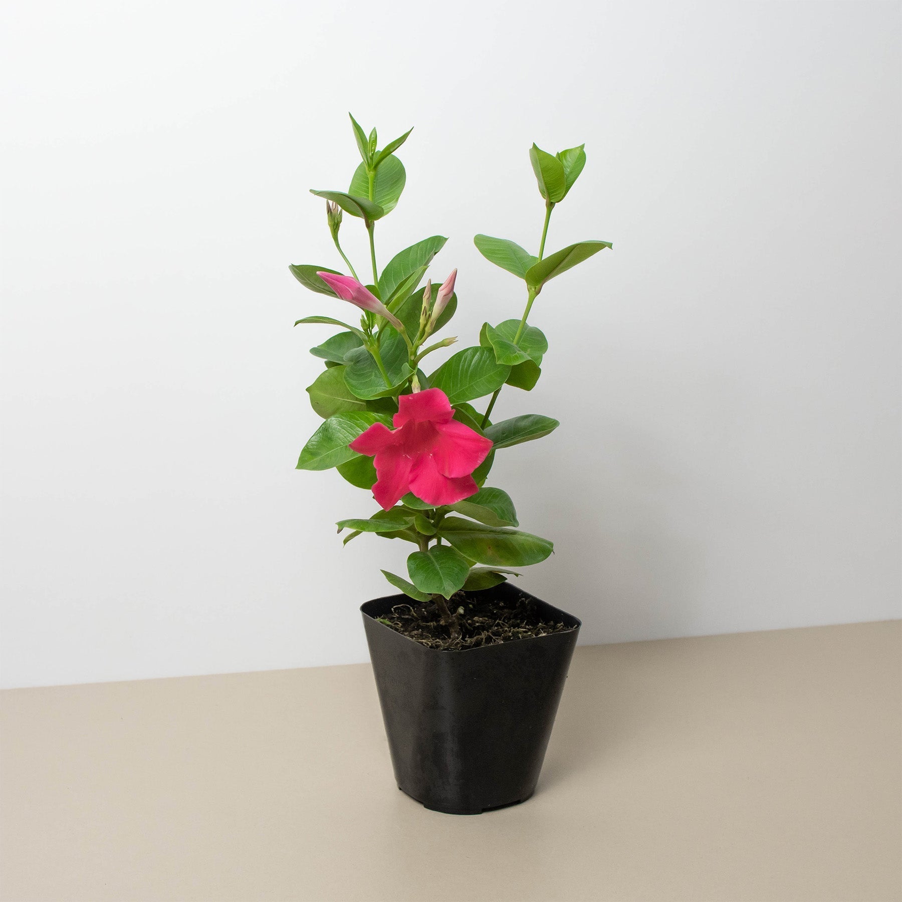 Dipladenia Premier Hot Pink - Thumbnail 2