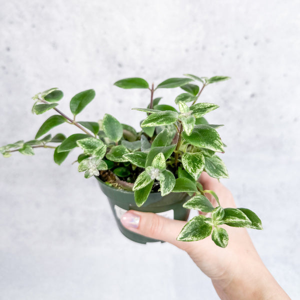 Aeschynanthus radicans 'Variegata' - Variegated Lipstick Plant