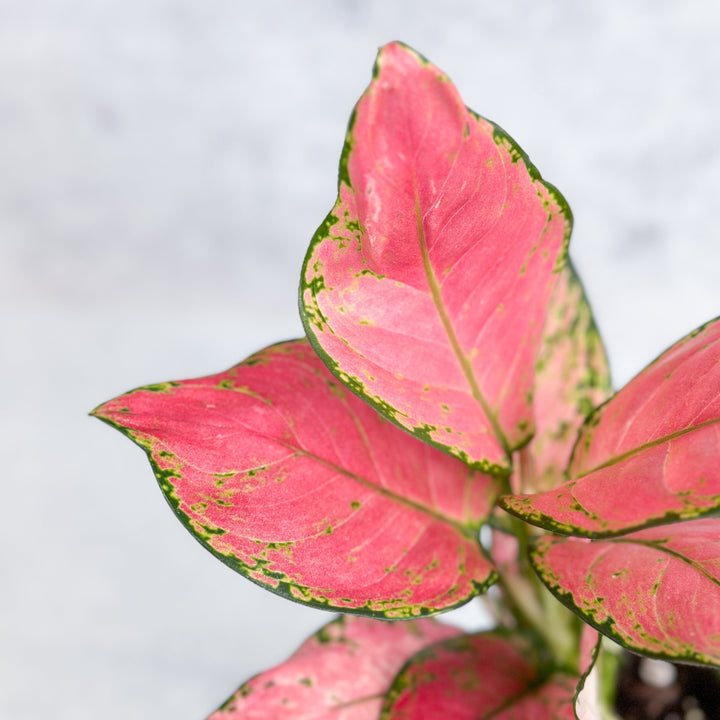 aglaonema chinese evergreen hot pink valentine wishes Aglaonema Pink Lady Valentine Chinese Evergreen Hybrid – Northern Ridge Nursery