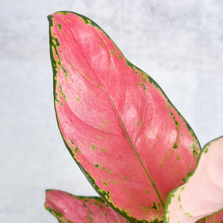 aglaonema pink hybrid Aglaonema Pink Lady Valentine Chinese Evergreen Hybrid – Northern Ridge Nursery