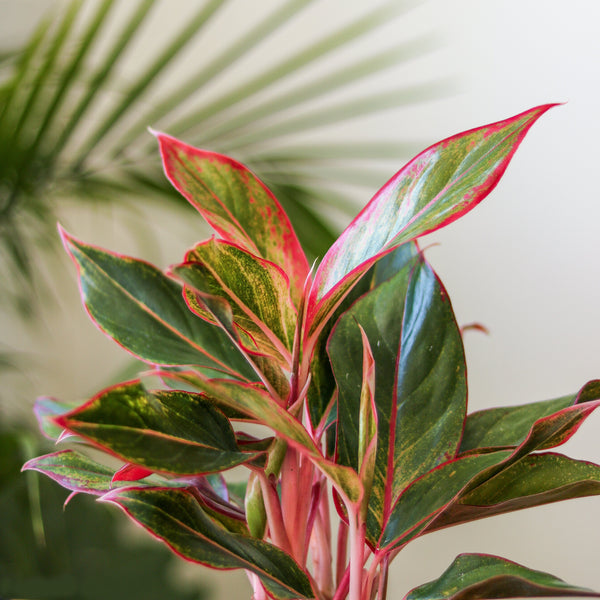 Aglaonema 'Siam Aurora Red' Chinese Evergreen - 8" Nursery Pot