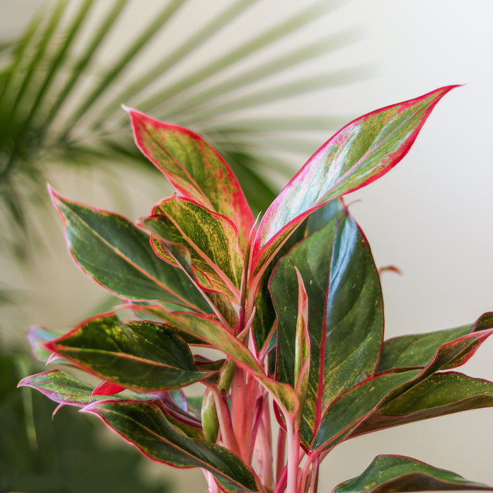 aglaonema siam propagation Aglaonema 'Siam Aurora Red' Chinese Evergreen – Northern Ridge Nursery