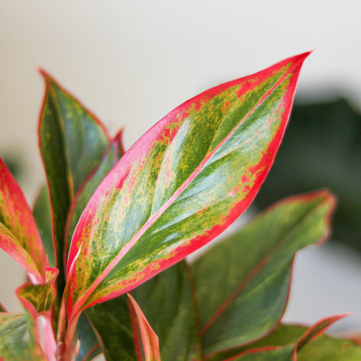 aglaonema siam aurora red Aglaonema 'Siam Aurora Red' Chinese Evergreen – Northern Ridge Nursery