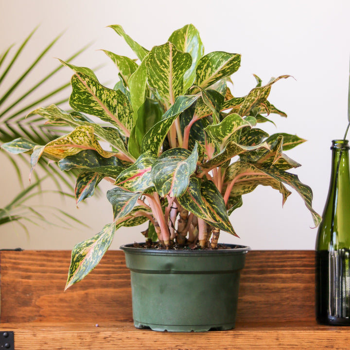 aglaonema sparkling sarah flower Aglaonema 'Sparkling Sarah' Chinese Evergreen – Northern Ridge Nursery